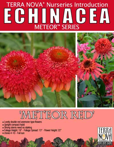 Echinacea 'Meteor Red' - Product Profile