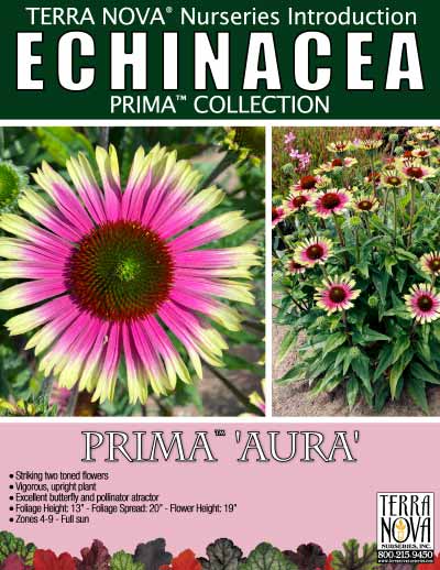 Echinacea PRIMA™ 'Aura' - Product Profile