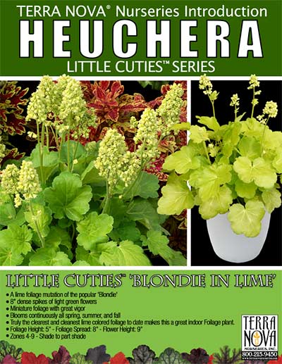 Heuchera LITTLE CUTIES™ 'Blondie in Lime' - Product Profile