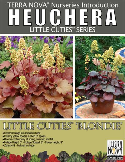 Heuchera LITTLE CUTIES™ 'Blondie' - Product Profile