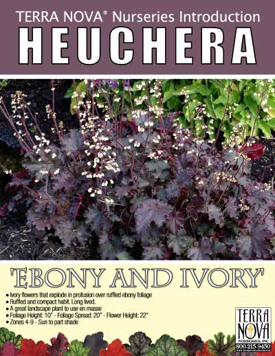 Heuchera 'Ebony & Ivory' - Product Profile