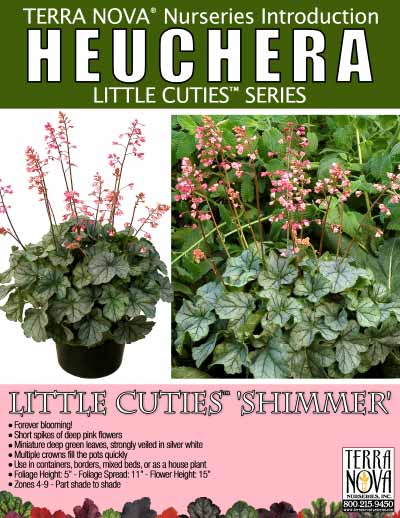 Heuchera LITTLE CUTIES™ 'Shimmer' - Product Profile