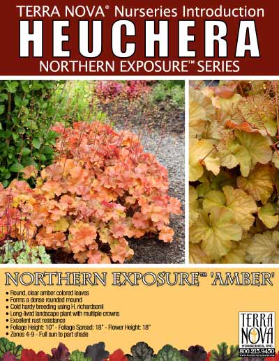 Heuchera NORTHERN EXPOSURE™ 'Amber' - Product Profile