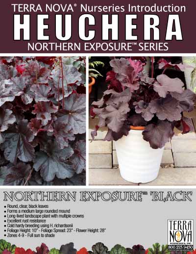 Heuchera NORTHERN EXPOSURE™ 'Black' - Product Profile