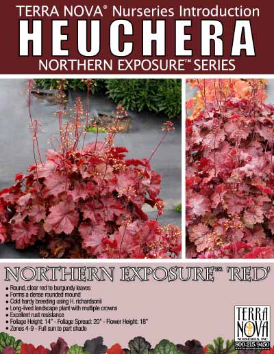 Heuchera NORTHERN EXPOSURE™ 'Red' - Product Profile