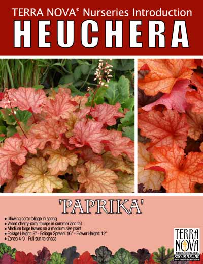 Heuchera 'Paprika' - Product Profile