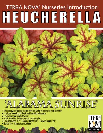 Heucherella 'Alabama Sunrise' - Product Profile