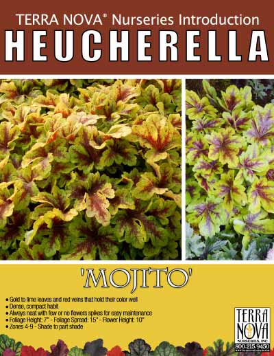 Heucherella 'Mojito' - Product Profile