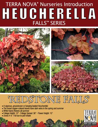 Heucherella 'Redstone Falls' - Product Profile
