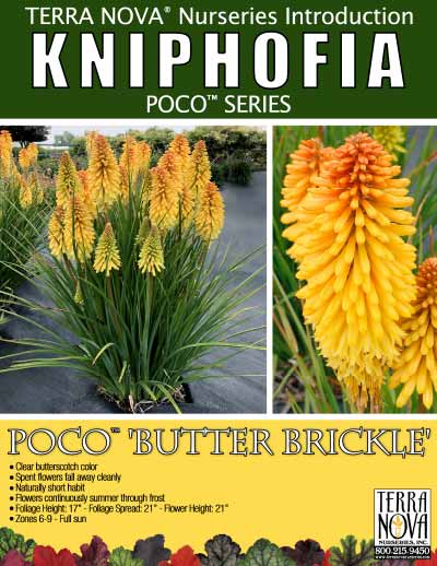 Kniphofia POCO™ 'Butter Brickle' - Product Profile