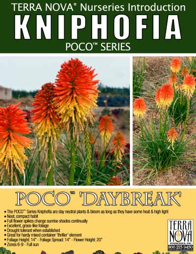 Kniphofia POCO™ 'Daybreak' - Product Profile