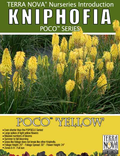 Kniphofia POCO™ 'Yellow' - Product Profile