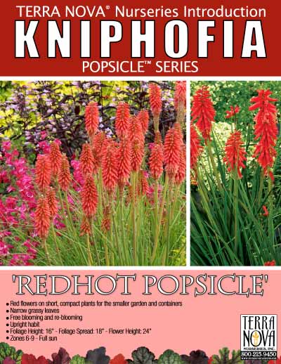 Kniphofia 'Redhot Popsicle' - Product Profile