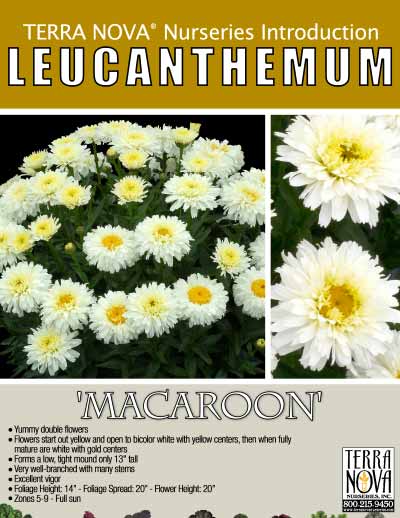 Leucanthemum 'Macaroon' - Product Profile