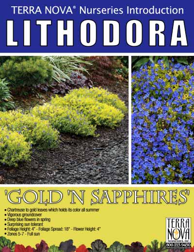 Lithodora Gold 'N Sapphires - Product Profile