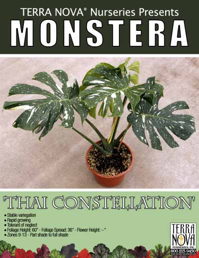 Monstera Thai Constellation - Product Profile