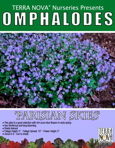 Omphalodes 'Parisian Skies' - Product Profile