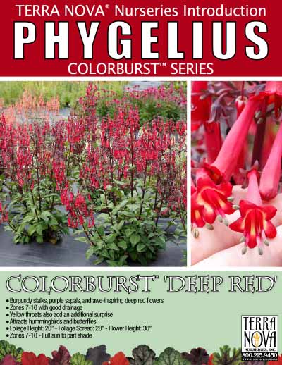 Phygelius COLORBURST™ 'Deep Red' - Product Profile