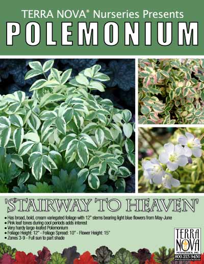 Polemonium 'Stairway to Heaven' - Product Profile