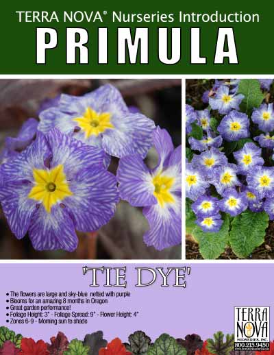 Primula 'Tie Dye' - Product Profile