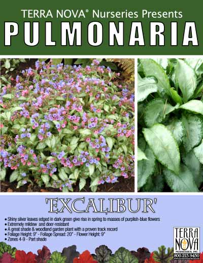 Pulmonaria 'Excalibur' - Product Profile