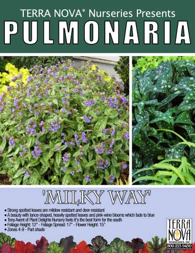 Pulmonaria 'Milky Way' - Product Profile