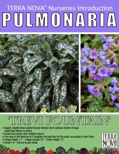 Pulmonaria 'Trevi Fountain' - Product Profile