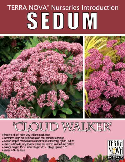 Sedum 'Cloud Walker' - Product Profile