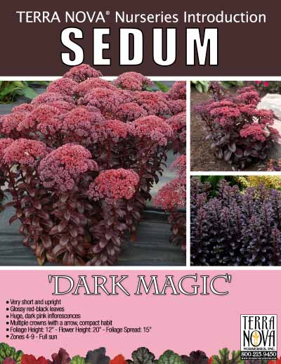 Sedum 'Dark Magic' - Product Profile