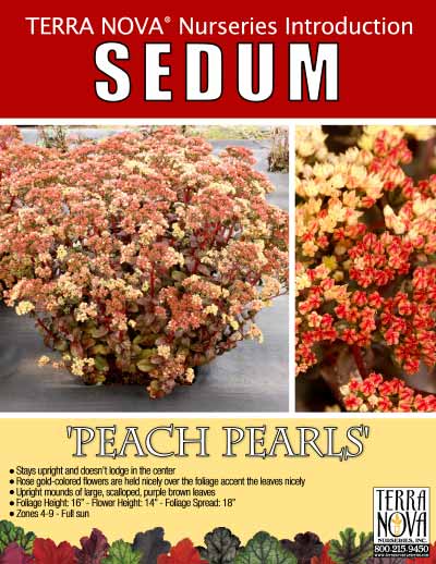 Sedum 'Peach Pearls' - Product Profile