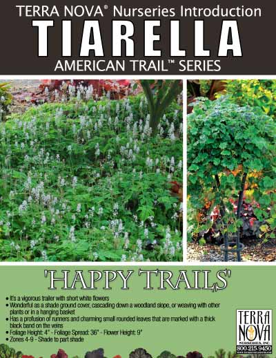 Tiarella 'Happy Trails' - Product Profile