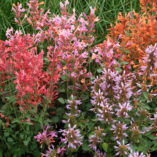 Agastache 'Kudos Ambrosia'