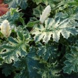 Acanthus ‘Whitewater’