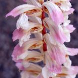 Acanthus ‘Whitewater’