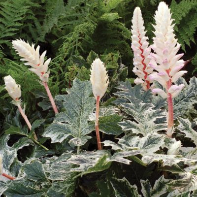 Acanthus 'Whitewater'