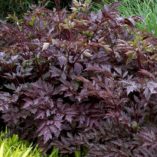 Actaea 'Black Negligee'