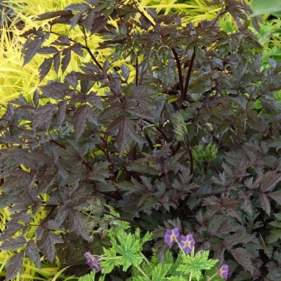 Actaea 'Black Negligee'