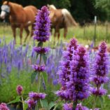 Agastache 'Blue Boa'