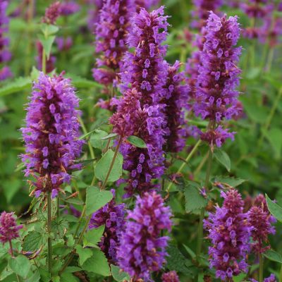 Agastache 'Blue Boa'