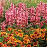 Agastache 'Kudos Ambrosia'