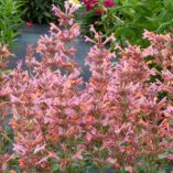 Agastache 'Kudos Ambrosia'