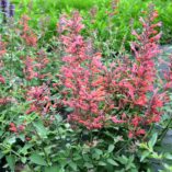 Agastache 'Kudos Coral'