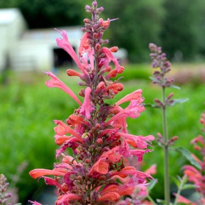 Agastache 'Kudos Coral'