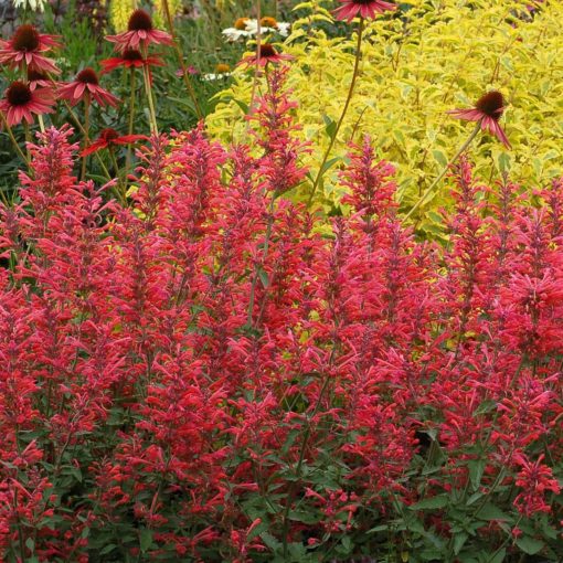 Agastache 'Kudos Coral'