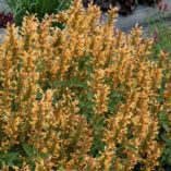 Agastache 'Kudos Gold'