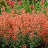 Agastache 'Kudos Mandarin'