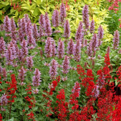 Agastache 'Kudos Silver Blue'