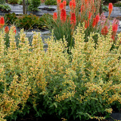 Agastache 'Kudos Yellow'