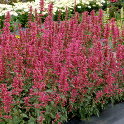 Agastache 'Morello'