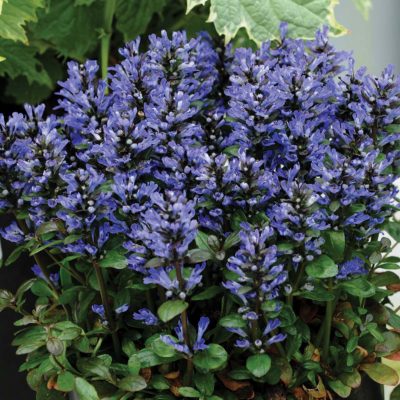 Ajuga 'Blueberry Muffin'